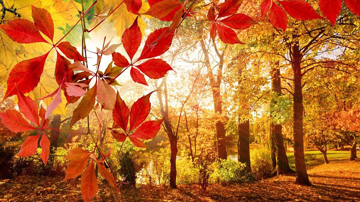 Herbstwald im Gegenlicht